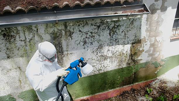 Trusted Mold Removal service in Chapel Hill, NC - Cheap Mold Removal